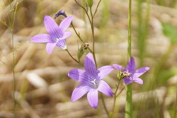 flowers in the garden