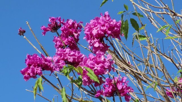 Rose-colored flowers against blue sky. Pink Trumpet Tree (Tabebuia impetiginosa or Handroanthus impetiginosus). 
