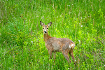 Roe deer in green grass