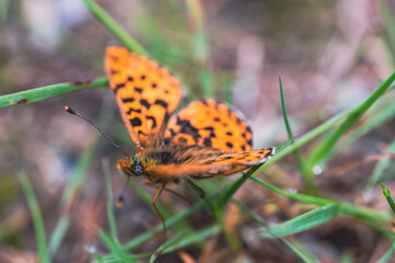 Macro shot of a small mother of pearl butterfly outdoors during daylight