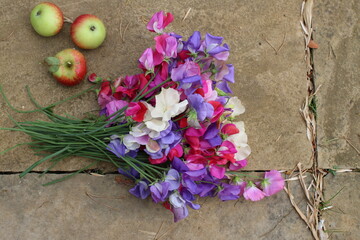 Close up of sweet pea flower stems, in full bloom the beautiful scented petals in pinks white purple and violet flat lay on stone with apples home grown in English country organic garden in Summer