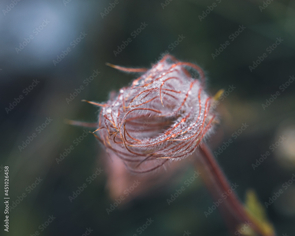 Canvas Prints Macro shot of a prairie smoke wildflower outdoors