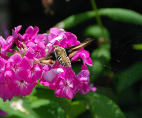 Closeup of Bedstraw hawk-moth or Hyles gallii eating pollen from a pink phlox flower