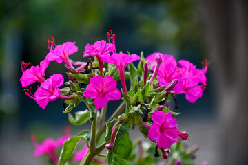 flowers in the garden