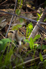 shy chipmunk peeking through leaves