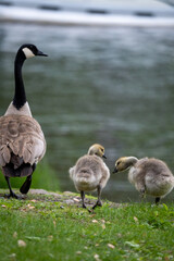 goslings standing with their parent on the banks of the mississippi