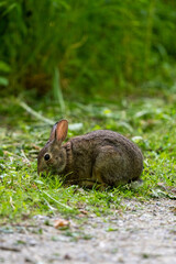 rabbit eating grass on the side of the trail