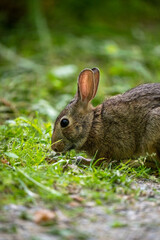 close-up of a rabbit eating grass on the side of the trail