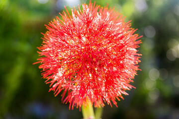 Close up of fireball red blood lily blooming in front of the sun, Haemanthus multiflorus.