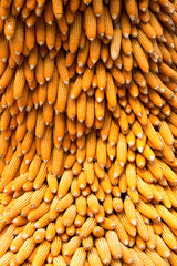 corn field