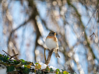 Brambling, Fringilla montifringilla, portrait of male perched on branch in winter, Netherlands