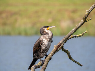 Great cormorant, Phalacrocorax carbo, side view sitting on branch at freshwater lake, Netherlands