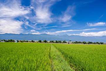 安曇野　夏の田園