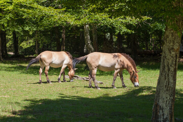 Obraz na płótnie Canvas Przewalski's wild horse, Animals parc de sainte-croix