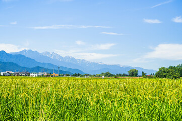 安曇野　稲が実る夏の日