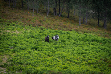 Two Garranos wild horses at the Peneda Geres National Park, in Portugal