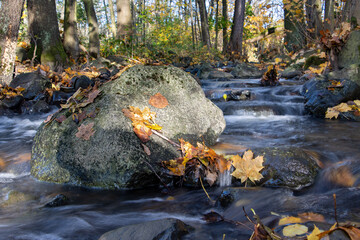 Water flows around the boulder in the autumn river. A water cascade in autumn forest with fallen leaves.