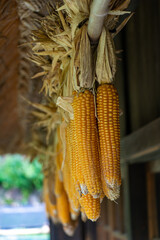 Corn hanging outside a old house. Dried corn cobs hanging from roof at veranda wooden house on countryside. Japan.