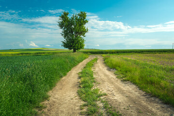 A lonely tree by a dirt road