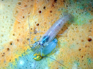 Beautiful shrimp  Synalpheus cf. hemphili