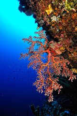Obraz na płótnie Canvas A picture of the coral reef