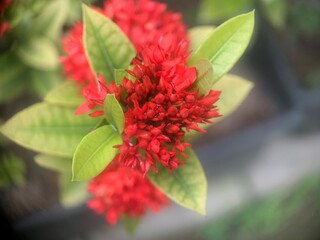 Close up blooming red flowers of West Indian Jasmine