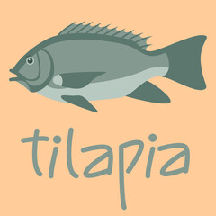 fish tilapia, vector illustration,flat style, side
