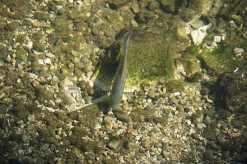 fish underwater. small fish in clear sea water