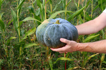 Large green pumpkin in male hands on a blurred green background.