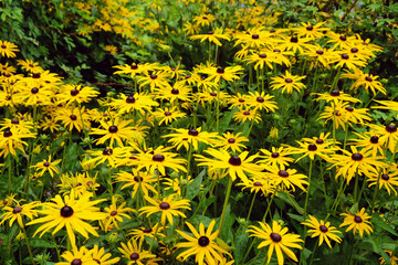 Rudbeckia fulgida variety sullivantii ÔGoldsturmÕ in flower