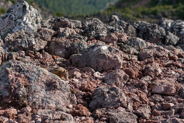 lone chipmunk in the wild