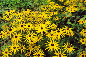 Rudbeckia fulgida variety sullivantii ÔGoldsturmÕ in flower