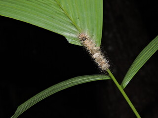 Fototapeta premium caterpillar on a branch