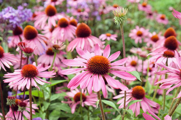 Echinacea purpurea 'Rubinstern' in flower