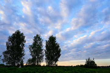 Three identical birch trees against a blue sky with white clouds. Beautiful landscape. Copy space