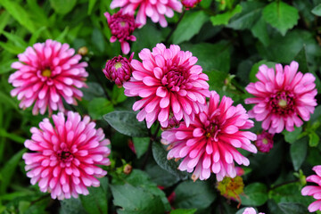 Purple decorative dahlia 'purple flame'  flowers in bloom