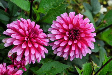 Obraz premium Purple decorative dahlia 'purple flame' flowers in bloom
