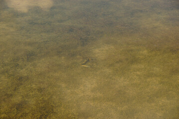 floating blue crab underwater. mangrove swamps of Zapata National Park  in Cuba.