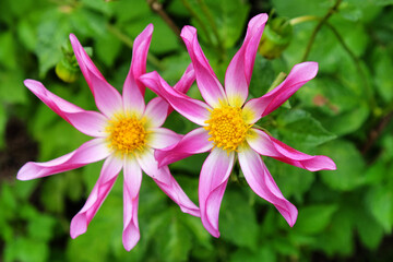 Star dahlia 'Honka Pink'  in flower