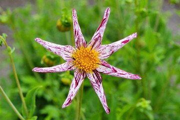 Star dahlia 'Destiny's Teachers'  in flower