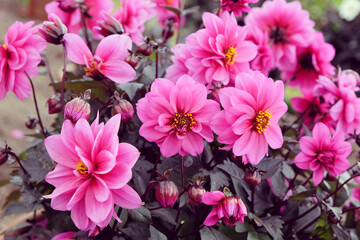 Pink dahlia 'Dreamy Kiss'  in flower