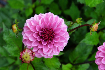 Decorative dahlia 'Darkarin' in flower