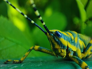 grasshopper on a leaf