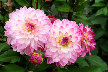 Decorative dahlia 'Sincerity' in flower