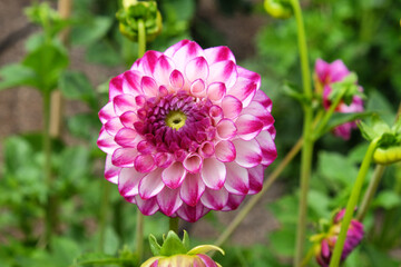 Fototapeta premium Dahlia 'Hillcrest Jonathan' in flower