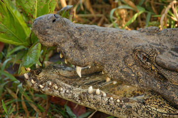 Cuban crocodile. Jaws of a wild crocodile