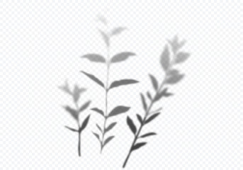 Transparent Vector Shadow of Branches and Leaves. Decorative Design Elements