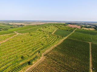 Vineyard Rural summer landscape. Aerial view.