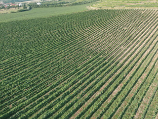 Aerial photo in an amazing vineyards landscape with drone, above vineyards in a beautiful day . Grapes In The Vineyard. Aerial view of green vineyard . Wine industry . 