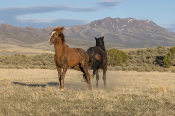 Pair of Wild Horse Stallions Fighting in the Utah Desert